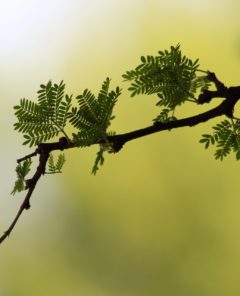 acacia-twig-and-thorns