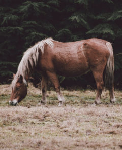 annie-spratt-qem7xLMt1bU-unsplash1